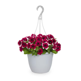 Multicolor Petunia in 1.5-Gallon (s) Hanging Basket