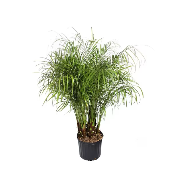 2.25-Gallon (s) Feature Pygmy Date Palm In Pot (With Soil)