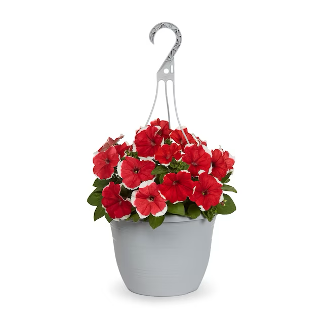 Multicolor Petunia in 1.5-Gallon (s) Hanging Basket