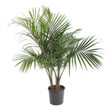 Majesty Palm in 1.94-Gallon (s) Pot