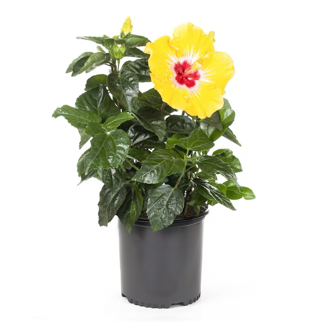 Multicolor Hollywood Hibiscus Flowering Shrub in 2.25-Gallon (s) Pot