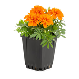 Multicolor French Marigold (Dwarf) in 1-Pint Pot
