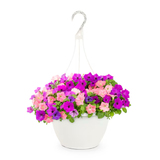 Multicolor Wave Petunia in 2-Gallon (s) Hanging Basket