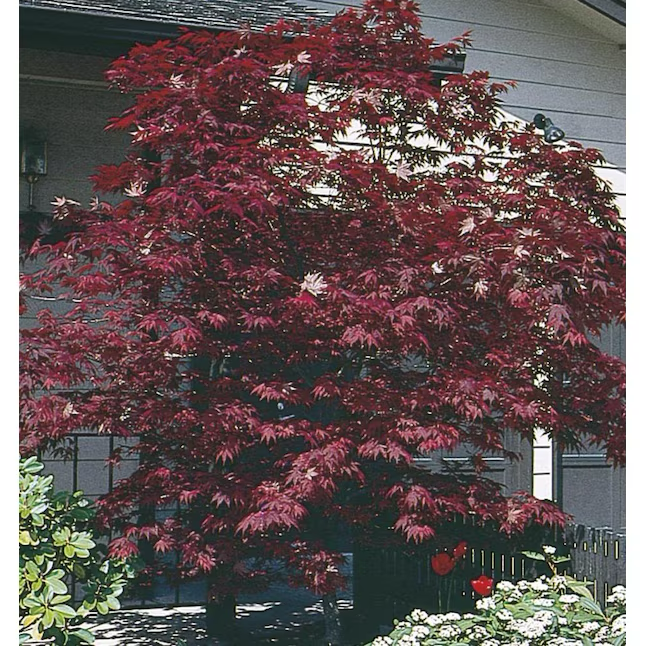 11.1-Gallon (s) Feature Assorted Upright Japanese Maple In Pot (With Soil)