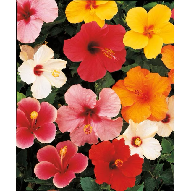 Multicolor Tradewinds Hibiscus Flowering Shrub in 3.38-Gallon (s) Pot
