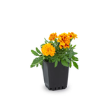 Multicolor French Marigold (Dwarf) in 1-Pint Pot