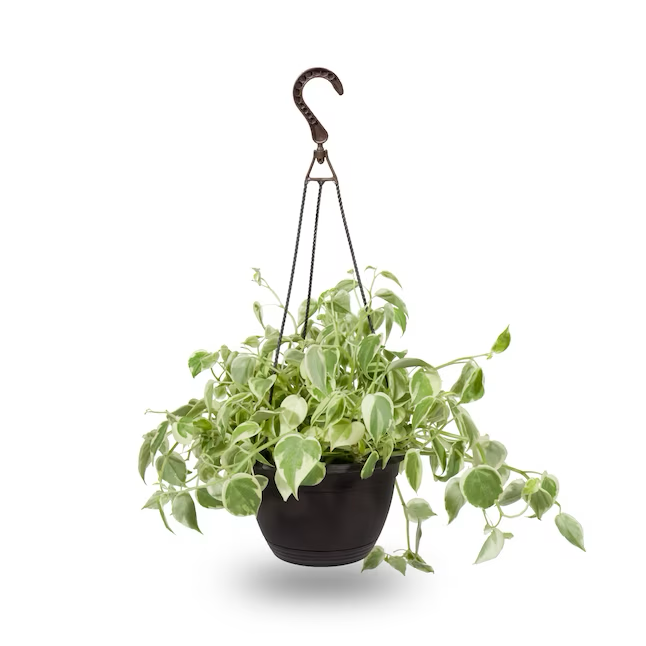 angel hanging plant Exotic Angel Plants Tropical House Plant in 3-Quart Hanging Basket – Saber Sales