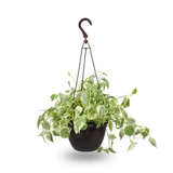 Exotic Angel Plants Tropical House Plant in 3-Quart Hanging Basket