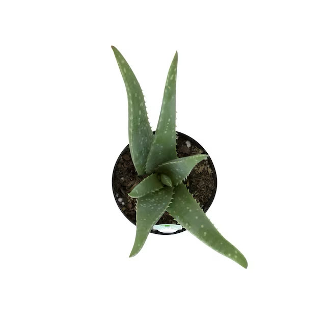 Aloe Vera in 11-oz Pot