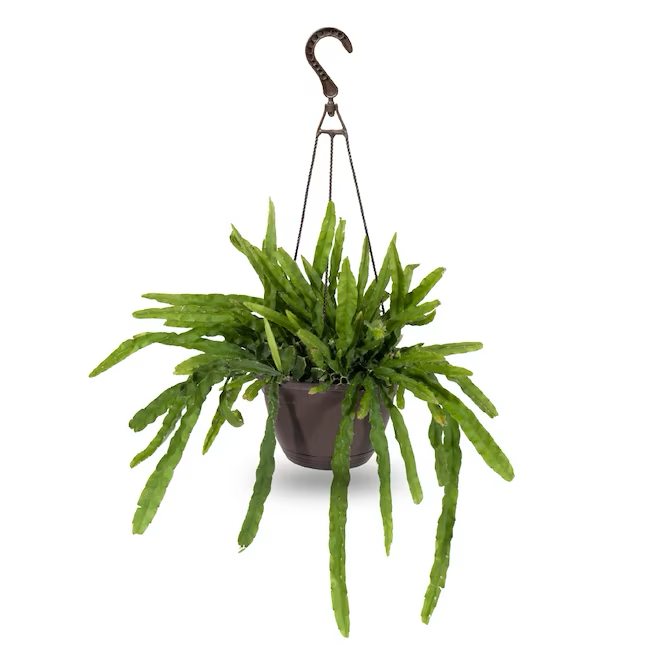 exotic angel hanging plants Exotic Angel Plants Tropical House Plant in 3-Quart Hanging Basket – Saber Sales