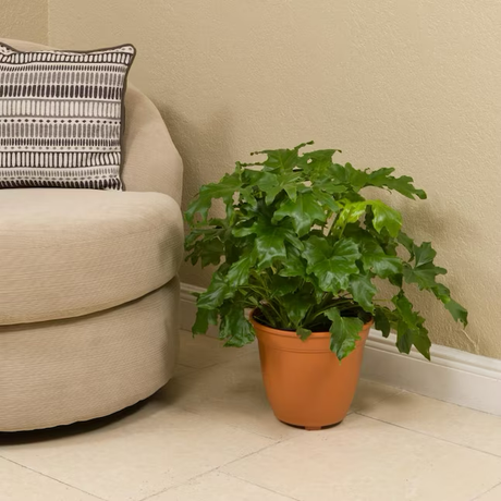 Philodendron House Plant in 1.72-Gallon (s) Pot