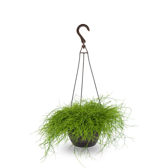 exotic angel plants hanging Exotic Angel Plants Tropical House Plant in 3-Quart Hanging Basket – Saber Sales