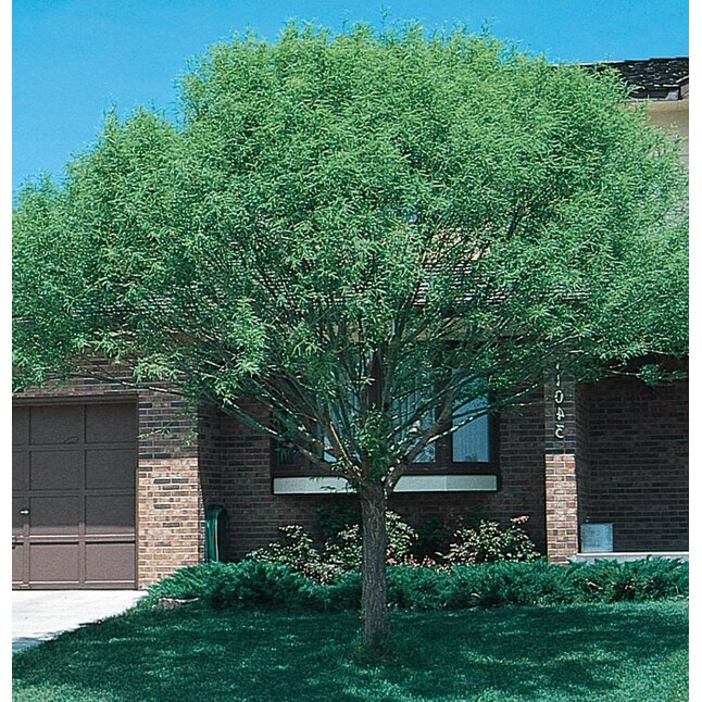 3.58-Gallon (s) Yellow Shade Globe Willow In Pot (With Soil)