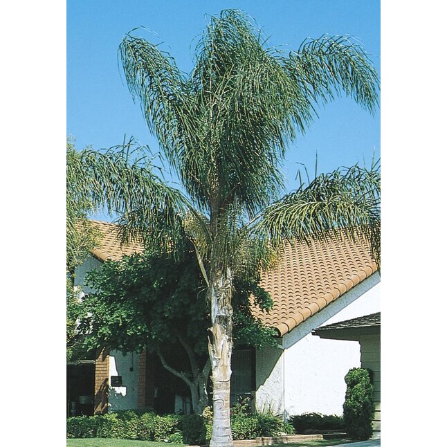 Fast Growing Queen Palm (Syagrus romanzoffiana) - Feathery Green Leaves - Tropical Plant for Full Sun - WaterWise - L6258